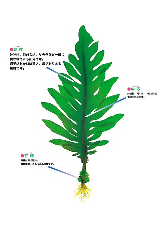 栄養 ワカメ わかめの驚くべき効果効能 (2021年7月11日)