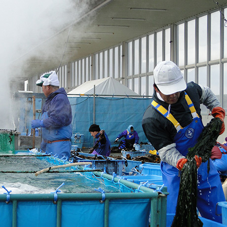 わかめってどんな海藻？