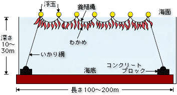 わかめ養殖施設の模式図