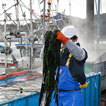 湯通し